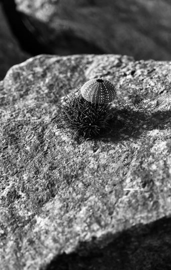 垂直黑色的和白色海海胆石头壳牌作文散景背景背景垂直黑色的和白色海海胆石头壳牌作文