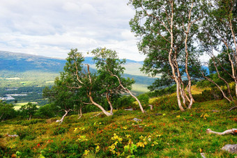 挪威山尺寸过小树景观背景挪威山尺寸过小树景观背景