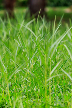 新鲜的绿色草公共公园选择焦点和蚂蚁视图在绿色草出焦点背景草