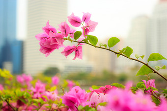 叶子花属与城市景观背景很明显浅