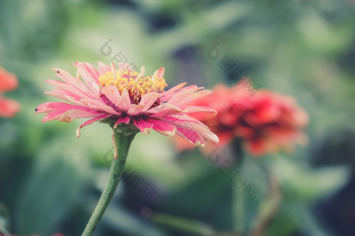 Zinnia花与浅焦点古董语气