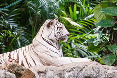 白色老虎岩石动物园