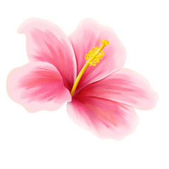 芙蓉水彩手画插图热带花为春天问候卡植物插图