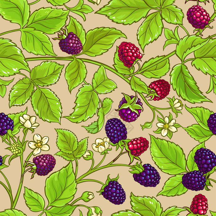 一种杂交草莓向量模式颜色一种杂交草莓向量图片