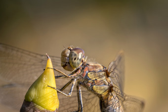 美丽的宏的<strong>蜻蜓</strong>坐着嫩枝<strong>蜻蜓</strong>昆虫归属感的订单<strong>蜻蜓</strong>目infraorder差翅亚目