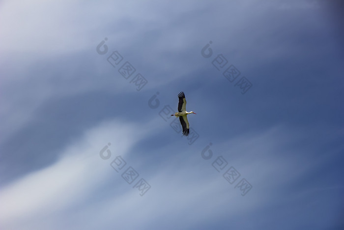 自然白色鹳ciconiaciconia飞行传播翅膀蓝色的天空与云