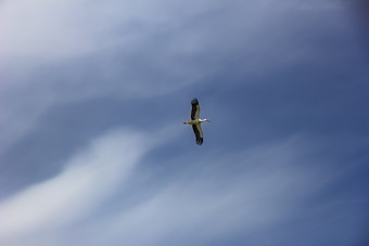自然白色鹳ciconiaciconia飞行传播翅膀蓝色的天空与云