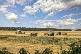 收获小麦结合矿车农业机器收集金小麦的场
