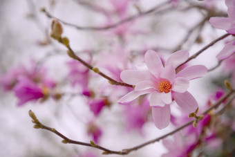 木兰花木兰树粉红色的开花木兰花