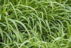 郁郁葱葱的绿色草覆盖早期早....露水绿色草与滴纹理光早....自然绿色草protectionecology