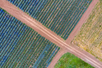 空中视图道路之间的薰衣草字段农业无人机拍摄生态农业日益增长的植物大土地