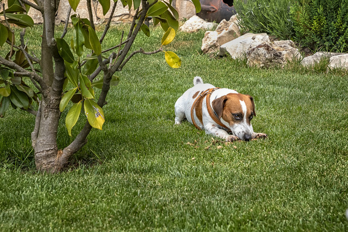 小狗纯种杰克罗素梗玩与木坚持的绿色草的花园