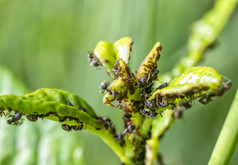 许多蚜虫植物叶自然关闭