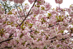 美丽的温柔的颜色樱桃开花树樱花李属serrulatayaezakura