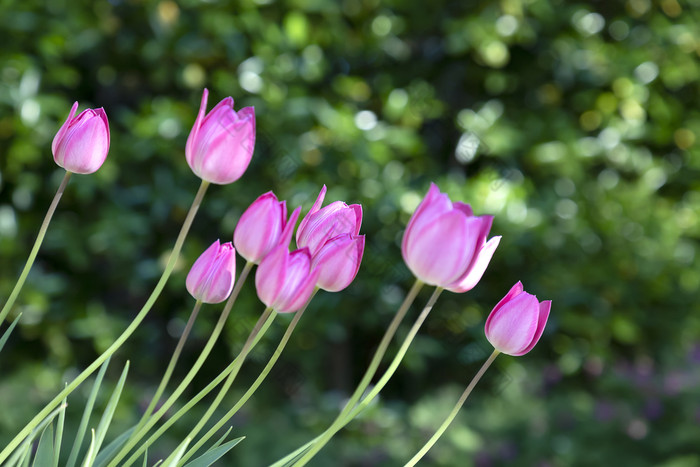 郁金香花色彩斑斓的郁金香花的花园美丽的郁金香花为明信片美和农业概念设计