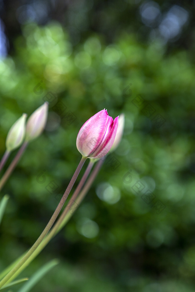 郁金香花色彩斑斓的郁金香花和味蕾的花园美丽的郁金香花为明信片美和农业概念设计