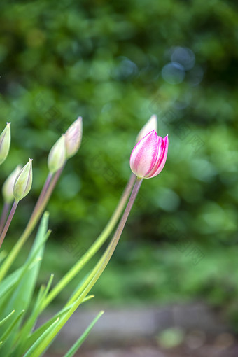 郁金香花色彩斑斓的郁金香花<strong>和</strong>味蕾的花园<strong>美</strong>丽的郁金香花<strong>为</strong>明信片<strong>美和</strong>农业概念设计