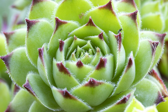 植物关闭户外多汁的花图片