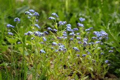 美丽的蓝色的花的花园自然背景