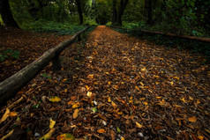 下降秋天叶子神秘的森林秋天景观