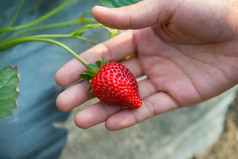 新鲜的草莓手选从草莓农场