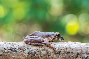 常见的树青蛙polypedates<strong>白细胞</strong>瘤玻璃容器