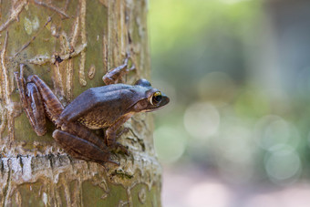 常见的树青蛙polypedates<strong>白细胞</strong>瘤玻璃容器