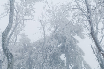 冻结<strong>雨雨</strong>夹<strong>雪</strong>覆盖的树和表面公园森林