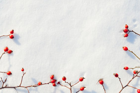 冬天雪装饰与玫瑰臀部浆果安排的浆果雪