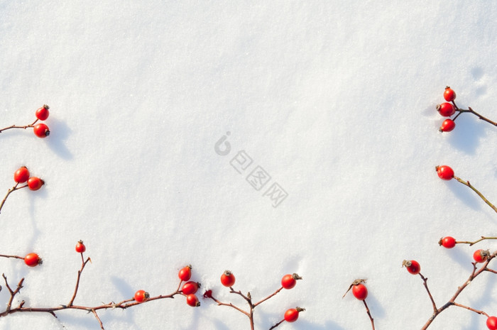 冬天雪装饰与玫瑰臀部浆果安排的浆果雪图片
