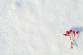 冬天雪装饰与玫瑰臀部浆果安排的浆果雪