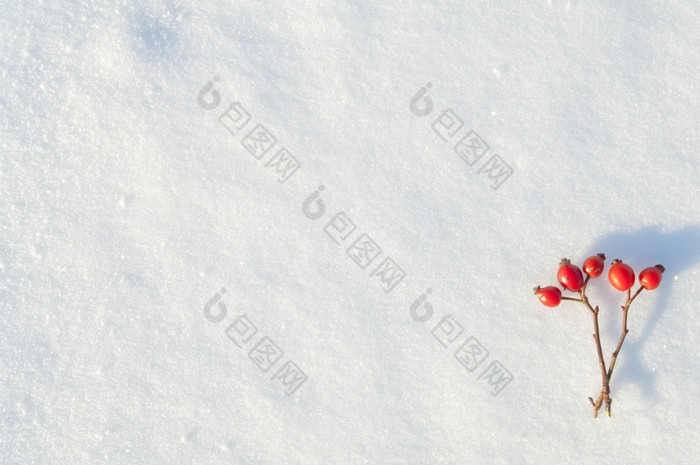 冬天雪背景装饰与玫瑰臀部浆果安排红色的浆果雪