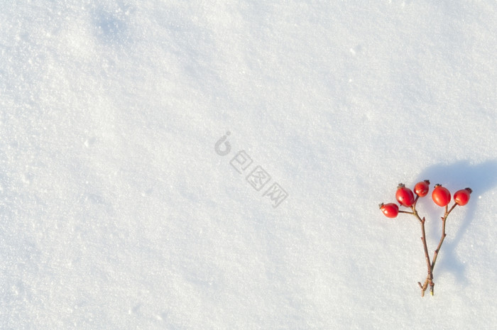冬天雪装饰与玫瑰臀部浆果安排的浆果雪图片