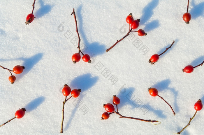 冬天雪背景装饰与玫瑰臀部浆果安排红色的浆果雪