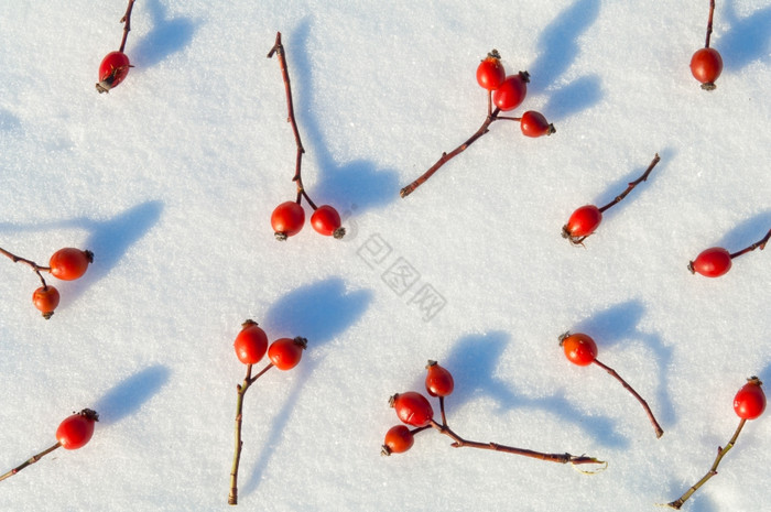 冬天雪装饰与玫瑰臀部浆果安排的浆果雪图片