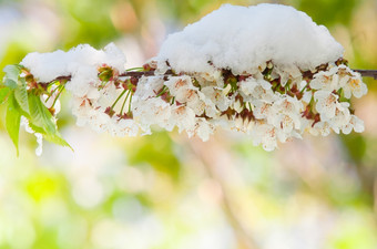 盛开的樱桃树后降雪日本樱桃树李属serrulata樱花樱桃开花