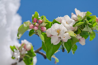 苹果开花盛开的苹果树后春天降雪4月