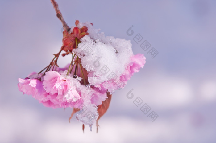 盛开的樱桃树后降雪日本樱桃树李属serrulata樱花樱桃开花