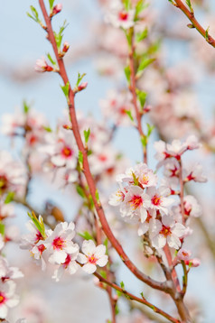 杏仁开花完整的布鲁姆盛开的杏仁树3月