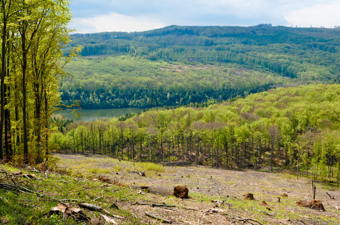 林地景观山毛榉树森林春天马特拉山匈牙利图片