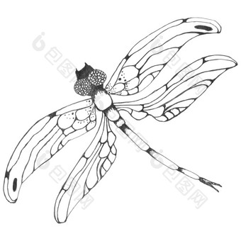 dragonflie手画图形插图黑色的和白色蜻蜓轮廓卡通图形手绘插图豆娘孤立的与黑色的和白色翅膀草图昆虫蜻蜓昆虫插图