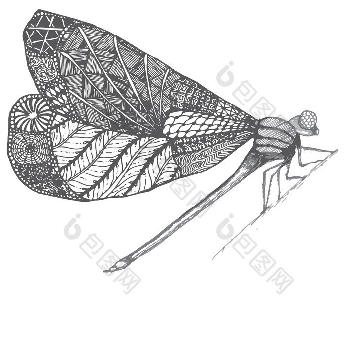 dragonflie手画图形插图黑色的和白色和灰色的颜色涂鸦图像蜻蜓轮廓卡通图形手绘插图豆娘孤立的与黑色的和白色翅膀草图昆虫蜻蜓昆虫插图