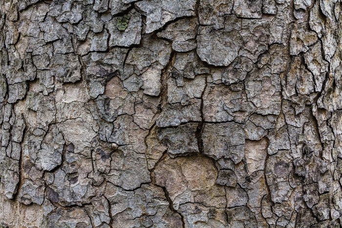 木纹理详细的纹理基斯杨树树皮老大杨树树干的树皮树