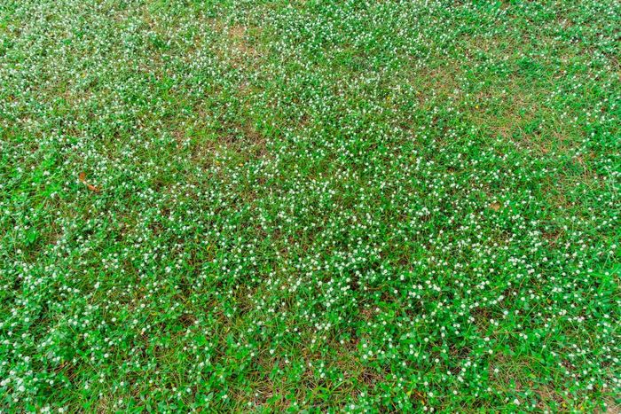 前视图许多白色雏菊东海岸公园新加坡小白色黛西花绿色草