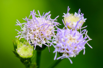 小蓝色的花比利山羊杂草藿香conyzoides泰国