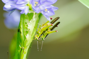 交配蝗虫奥克西娅粳稻蓝色的花水风信子