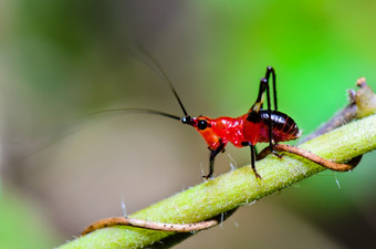 关闭conocephalus焊缝小红黑板球物种<strong>螽</strong>斯科bush-crickets<strong>螽</strong>斯采取泰国