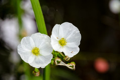 蚂蚁小白色花爬burhead棘球蚴科迪弗利乌斯水生植物