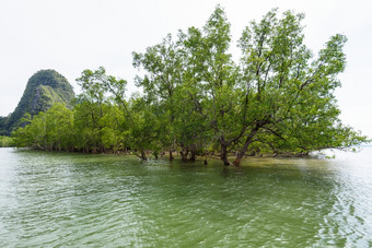 矮小officinalis树物种红树林<strong>依</strong>赖水海喘气俄罗斯湾喘气俄罗斯<strong>国</strong>家公园泰<strong>国</strong>