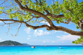 美丽的蓝色的海看通过树枝和绿色叶子从的海滩KOH个变态岛景点著名的为潜水Similan国家公园喘气俄罗斯省泰国